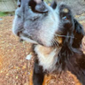 Meet your Posher, Florcita